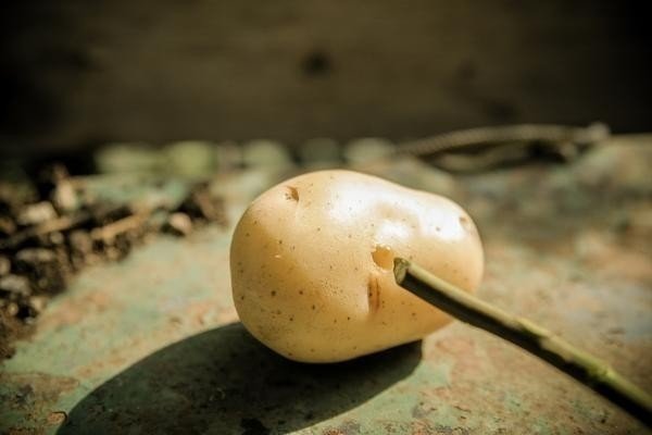 12 ingeniosos trucos de jardinería - Altos del María