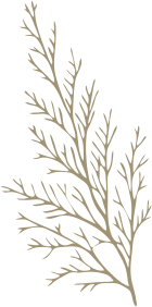 lucerna-form-tree-shape